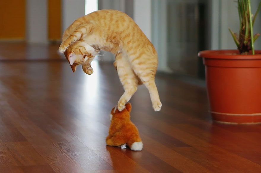 Highest Cat Can Jump