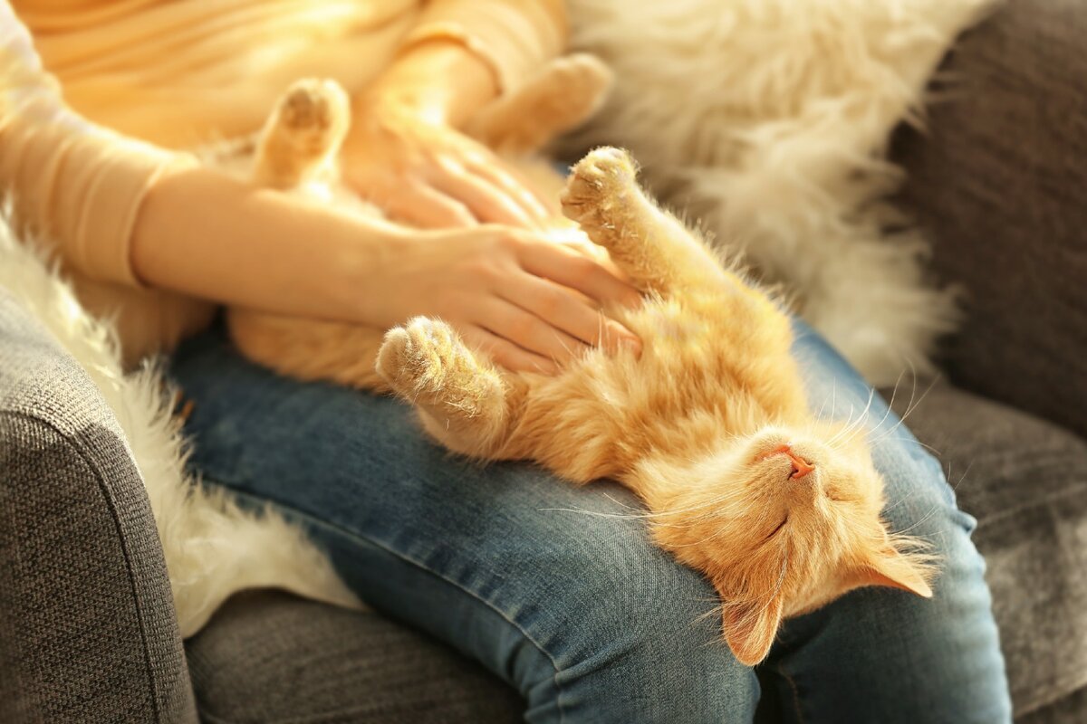 Are Cats Ticklish?