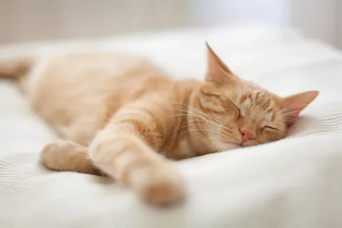 Are Cats Able To Dream?