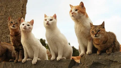 A Group Of Cats